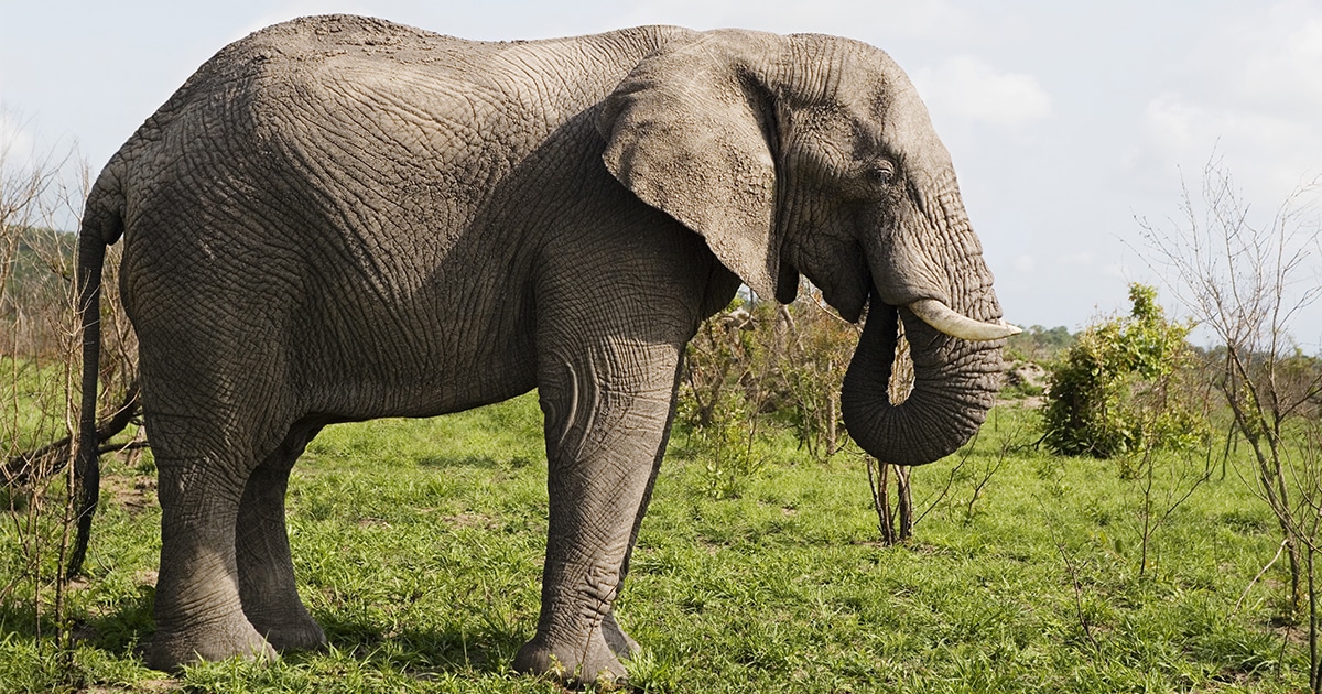 elephant Image 1