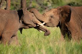 elephant Image 2