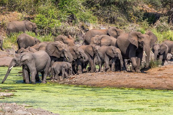 elephant Image 3