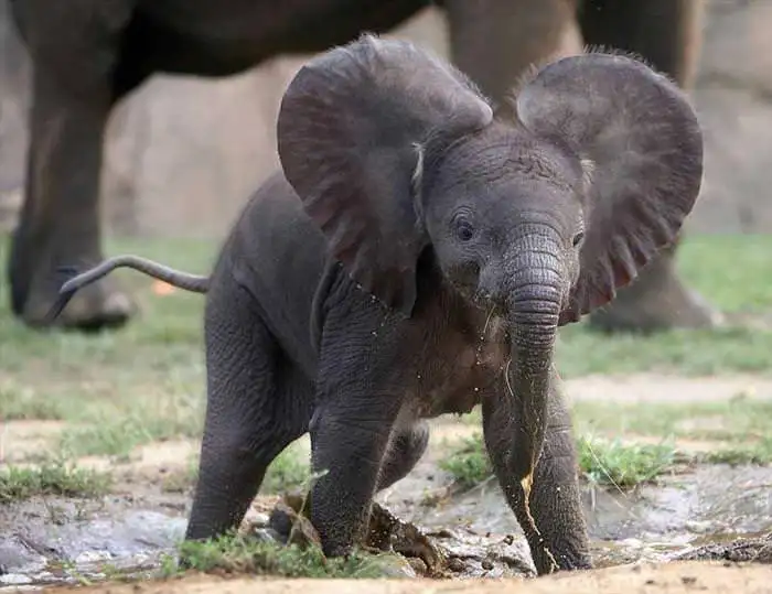 elephant Image 4