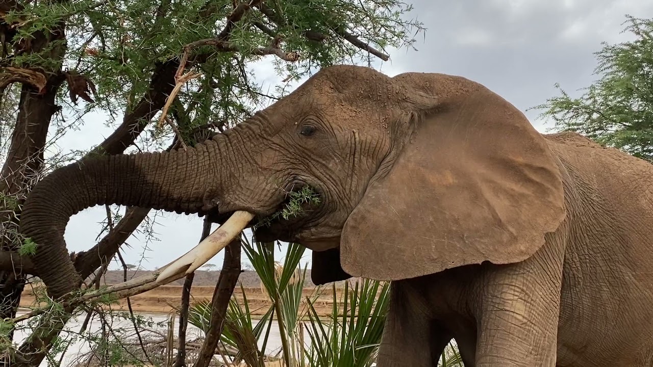elephant Image 3