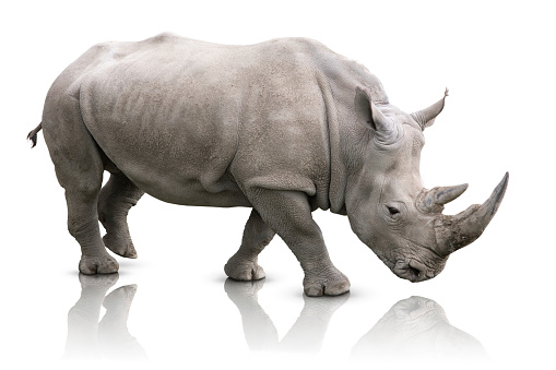 Rhino