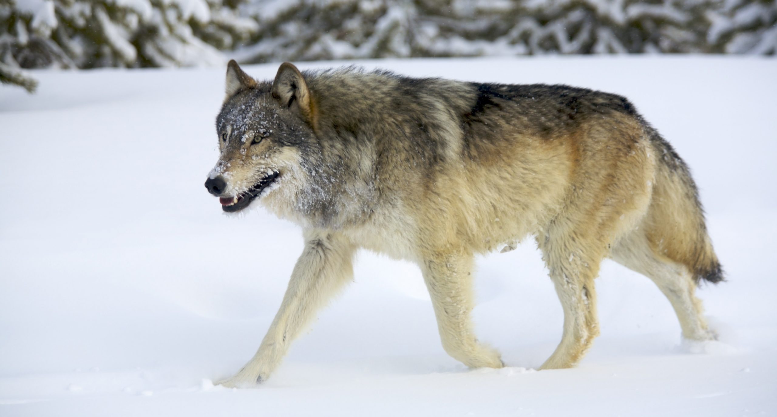 Wolf Image 1