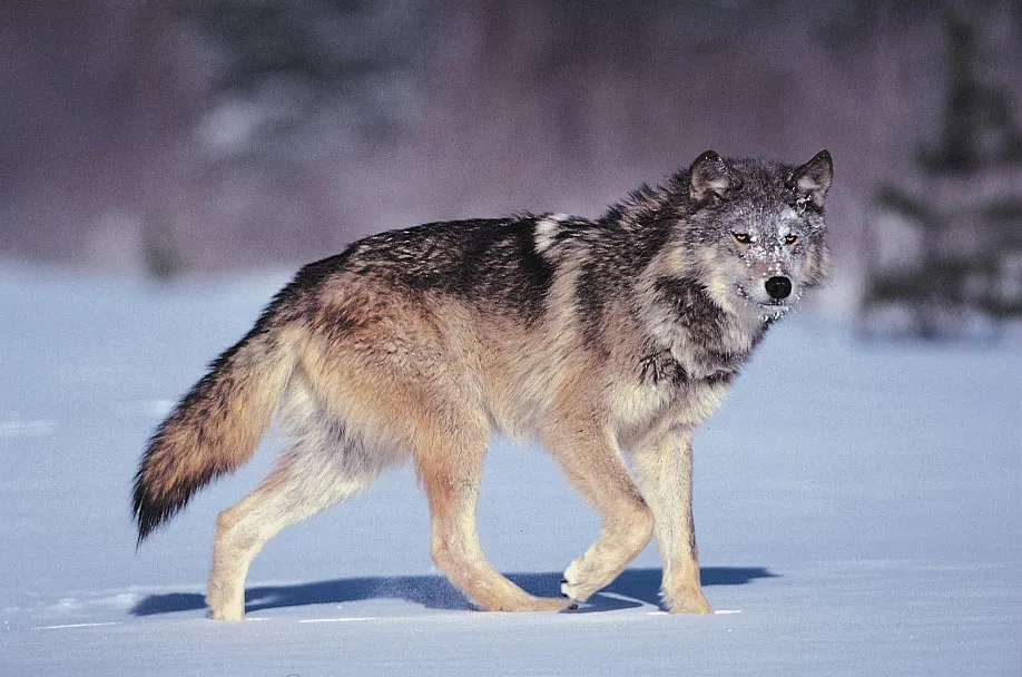 Wolf Image 2