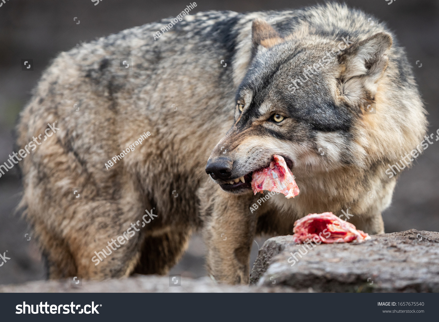 Wolf Image 3