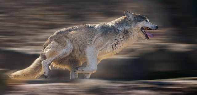 Wolf Image 3