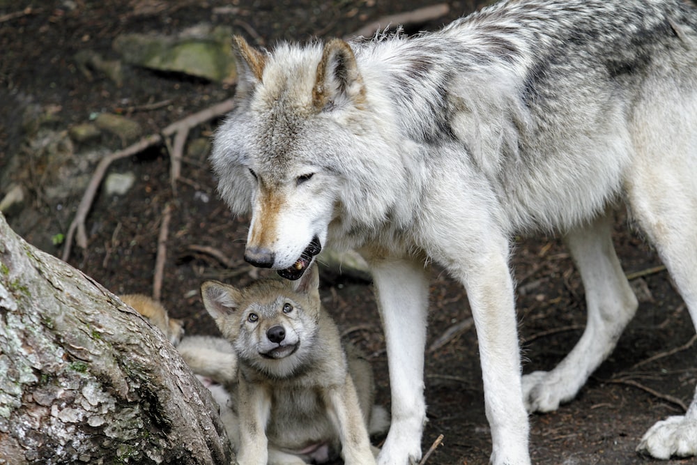 Wolf Image 3